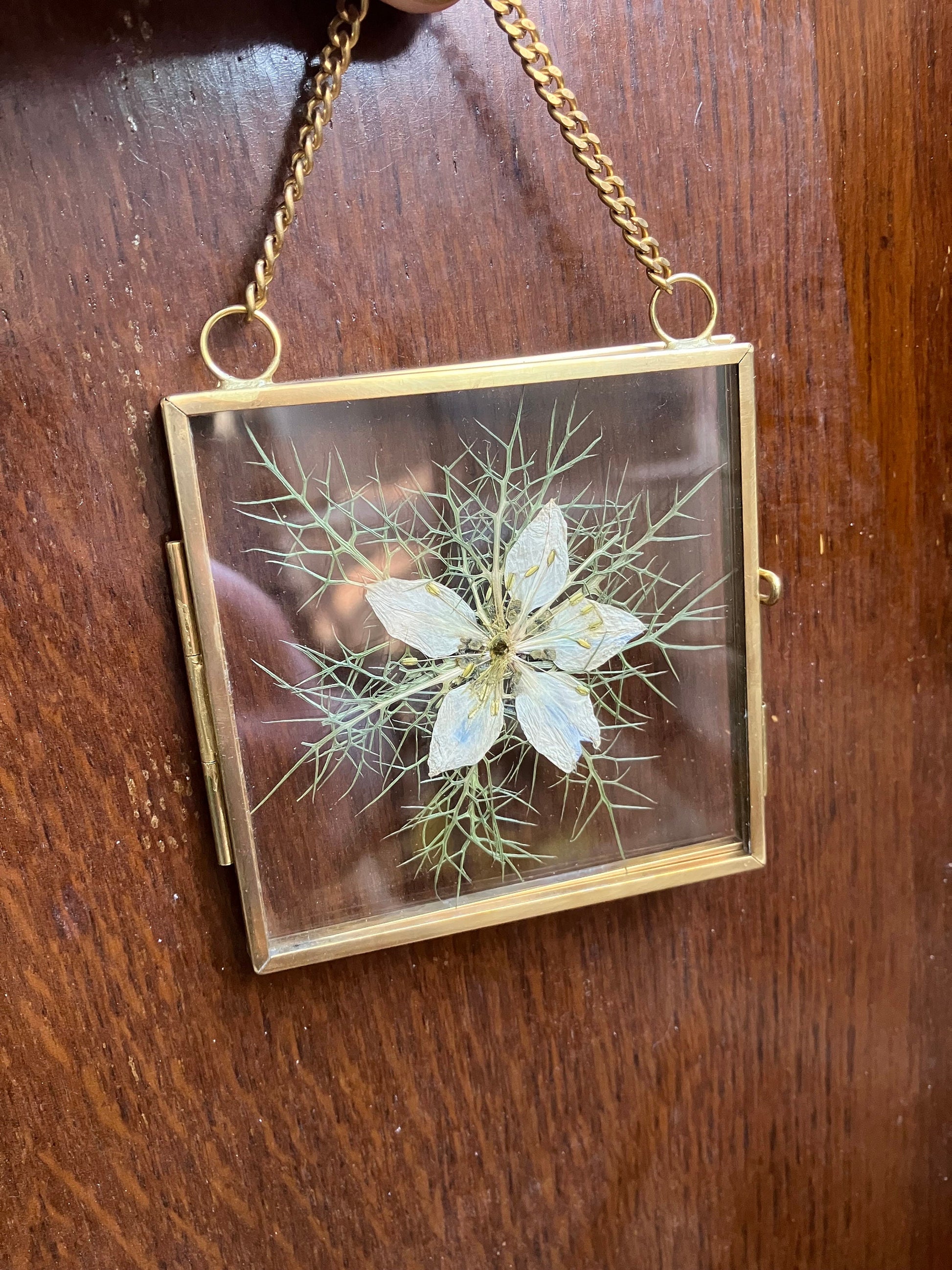 Love-in-a-mist flower wall hanger, real pressed nigella flower floating frame, cottagecore fae botanical gift foraged plant