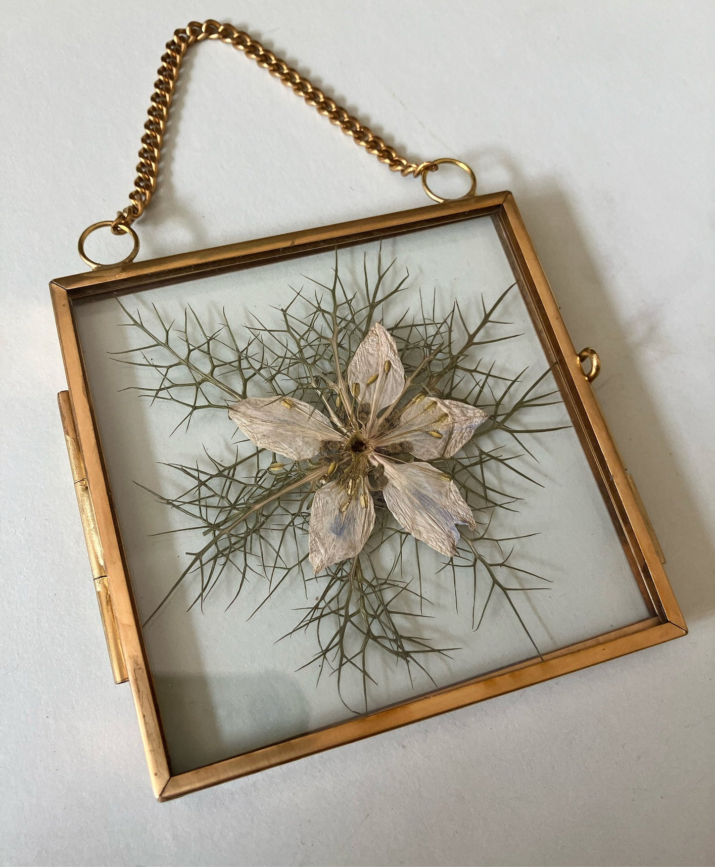 Love-in-a-mist flower wall hanger, real pressed nigella flower floating frame, cottagecore fae botanical gift foraged plant