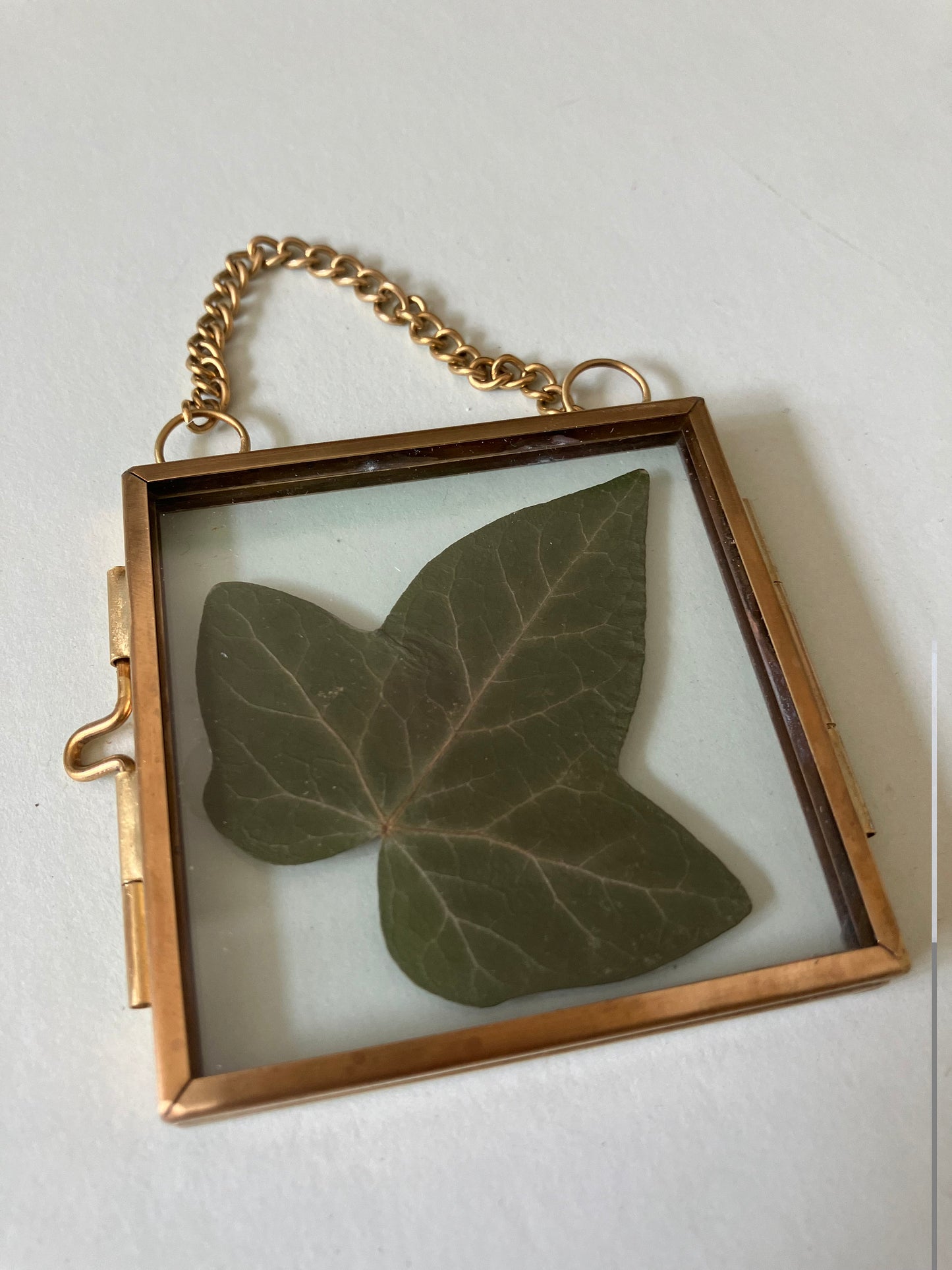 Real Ivy leaf wall hanger, real pressed flower floating frame, cottagecore fae botanical gift foraged plant