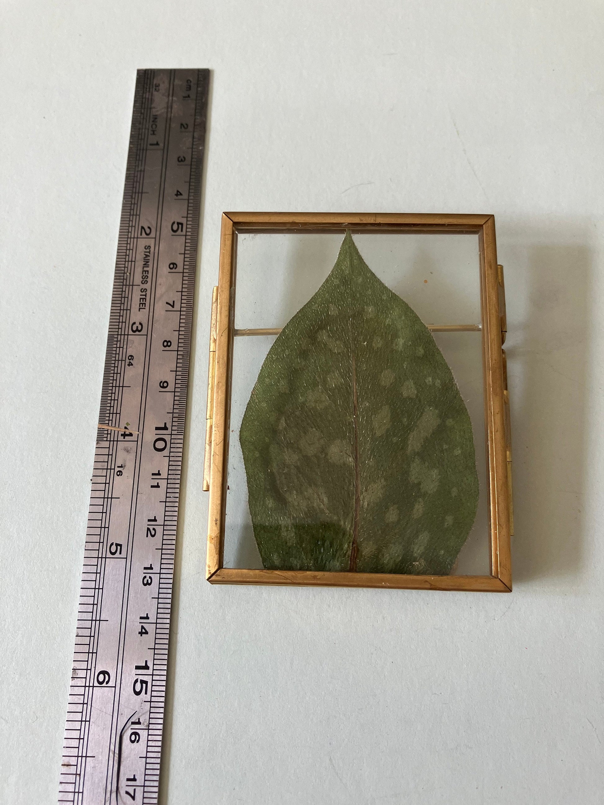 Small pulmonaria leaf flower floating frame, cottagecore fae botanical gift foraged preserved plant