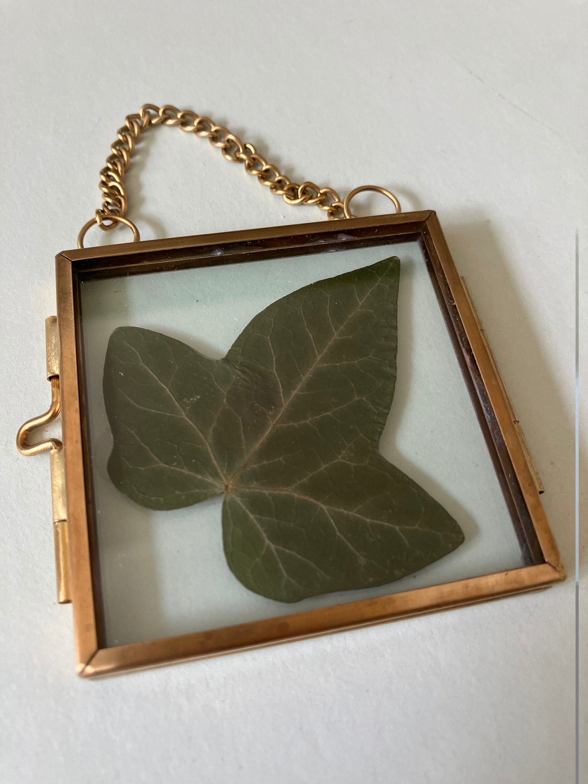 Real Ivy leaf wall hanger, real pressed flower floating frame, cottagecore fae botanical gift foraged plant